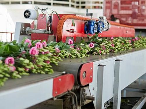 Flower process line in action
